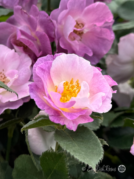 Blue For You Rose - Lilac Floribunda Rose - Close up photograph of a group of lilac coloured blooms