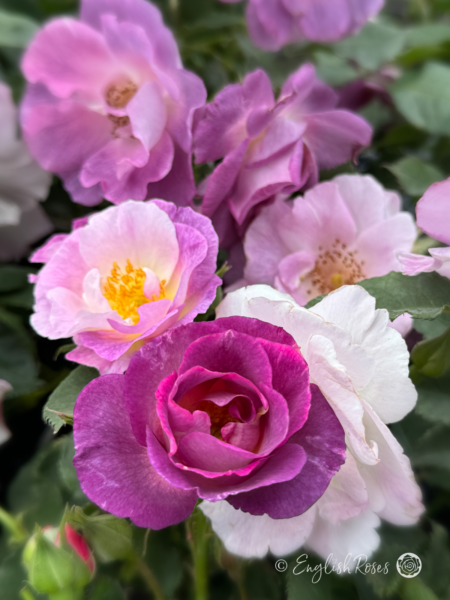 Blue For You Rose - Lilac Floribunda Rose - A close up photo of a group of lilac blooms