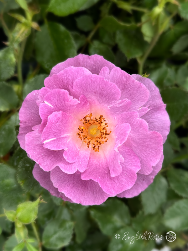 Blue For You Rose - Lilac Floribunda Rose - A close up photo of one lilac scented bloom