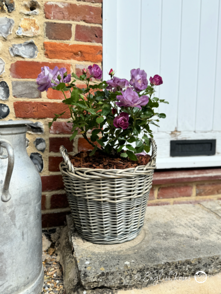 Blue For You Rose - Lilac Floribunda Rose - A Willow Basket presentation of the Blue for You rose adorned with soft, lilac blooms