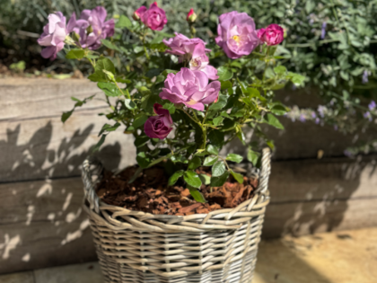 Gift Planted Father's Day Rose In Large Willow Basket Gift Planted Father's Day Rose In Large Willow Basket Image