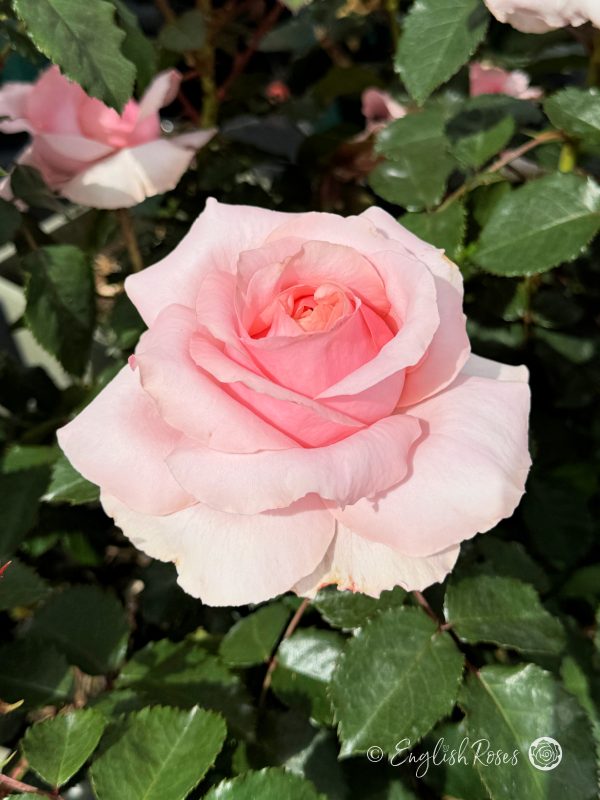 Bride and Groom Rose - Light Pink Hybrid Tea Rose - Close up photograph of one light pink open bloom
