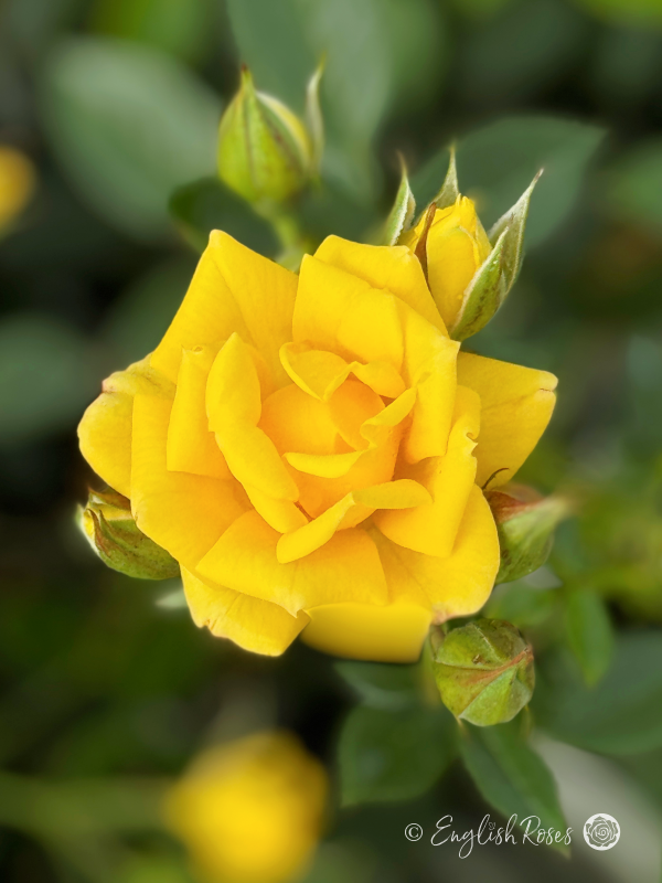 Bright Star Rose - Golden Yellow Patio Rose - A close up photograph of one open golden yellow bloom with buds