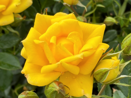 English Roses Baby Memorial Rose - Bright Star Rose English Roses Baby Memorial Rose - Bright Star Rose Image