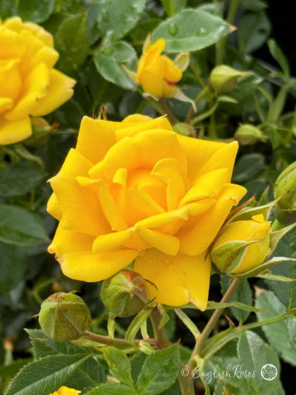 60th Anniversary Gift - Diamond Days Forever Rose - English Roses