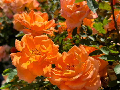 Brilliant Sweet Dream Rose Image