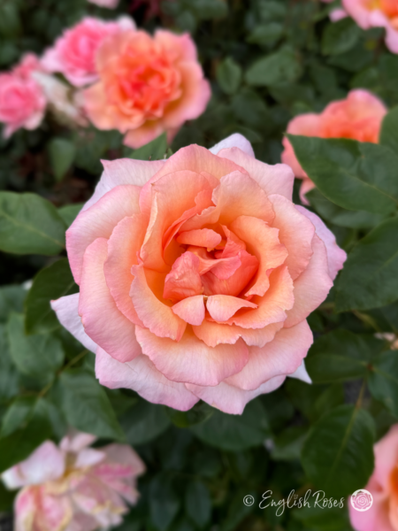 Compassion Rose - Coral Pink Climbing Rose - A close up photo of one open, coral pink bloom with additional blooms in the background