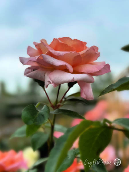 Compassion Rose - Coral Pink Climbing Rose - Close up photograph of one coral pink bloom with buds
