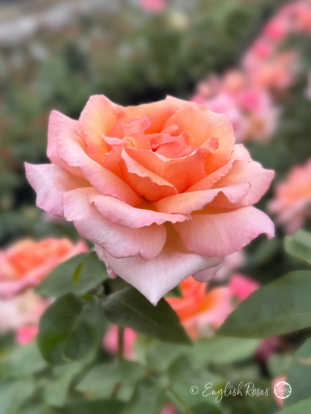 Compassion Rose - Coral Pink Climbing Rose - A close up photo of one open, coral pink bloom