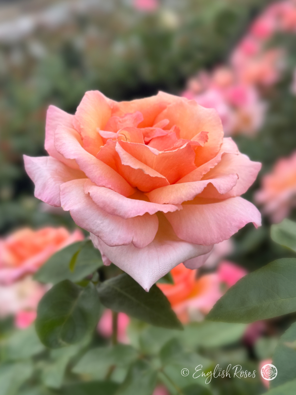 Compassion Rose - Coral Pink Climbing Rose - A close up photo of one open, coral pink bloom