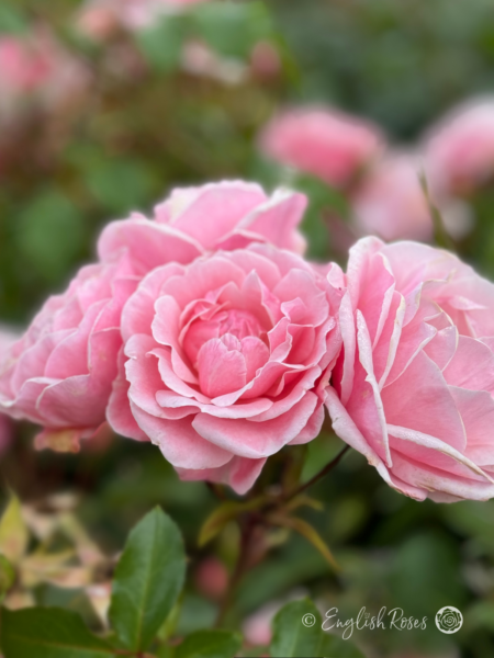 Compassionate Friend Rose - Light Pink Floribunda Rose - Close up photo of multiple open, pink blooms