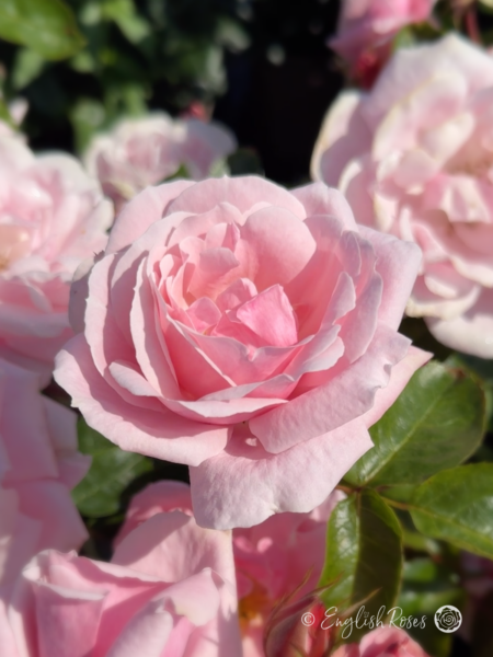 Compassionate Friend Rose - Light Pink Floribunda Rose - Close up photograph of multiple light pink blooms