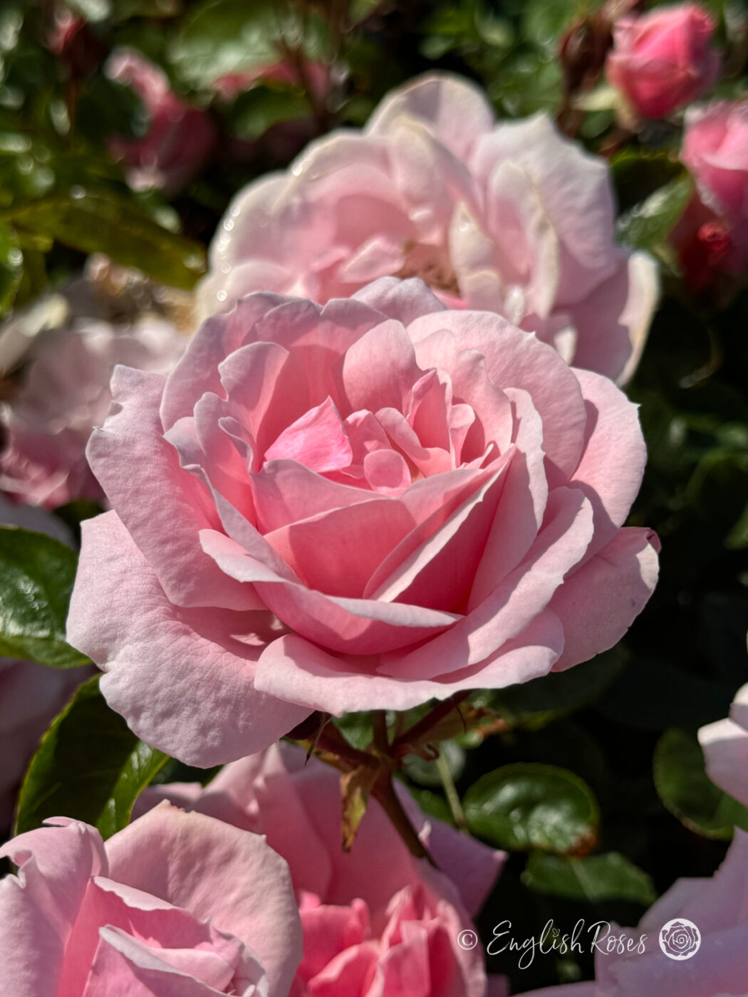 Pass Along Roses Compassionate Friend Rose - Roses in Memoriam - Memorial Gifts ...