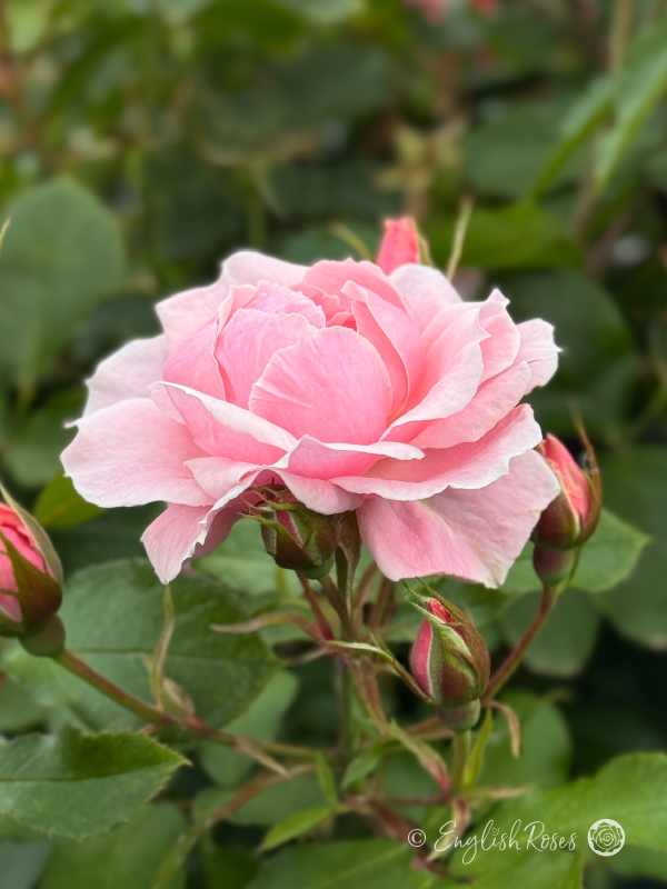 Compassionate Friend Rose - Light Pink Floribunda Rose - Close up photograph of one light pink bloom with buds