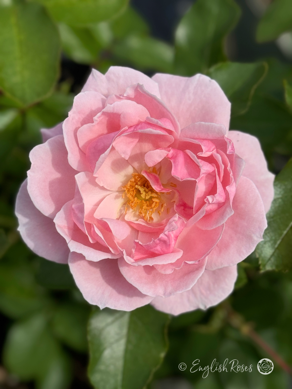 Compassionate Friend Rose - Light Pink Floribunda Rose - Close up photograph of one open, light pink bloom