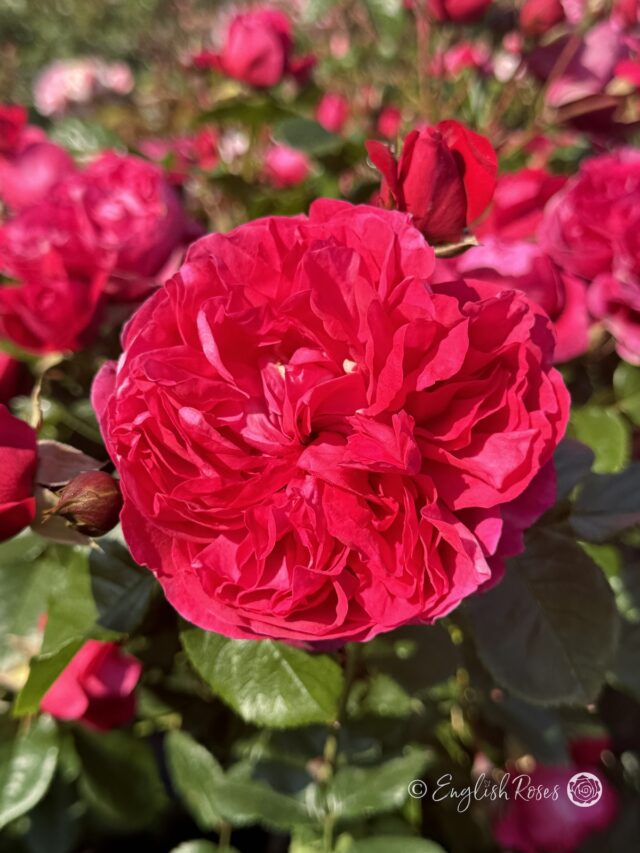 Deep Love Rose - Red Climbing Roses - English Roses