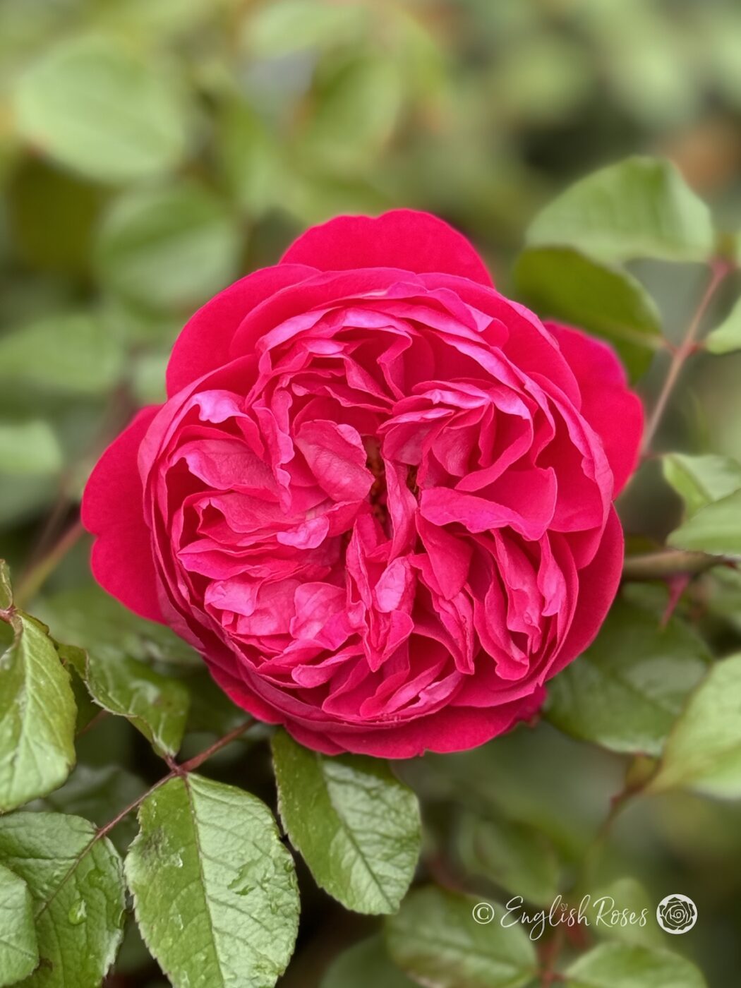 Deep Raspberry Colored Rose Deep Love Rose - Red Climbing Roses - English Roses