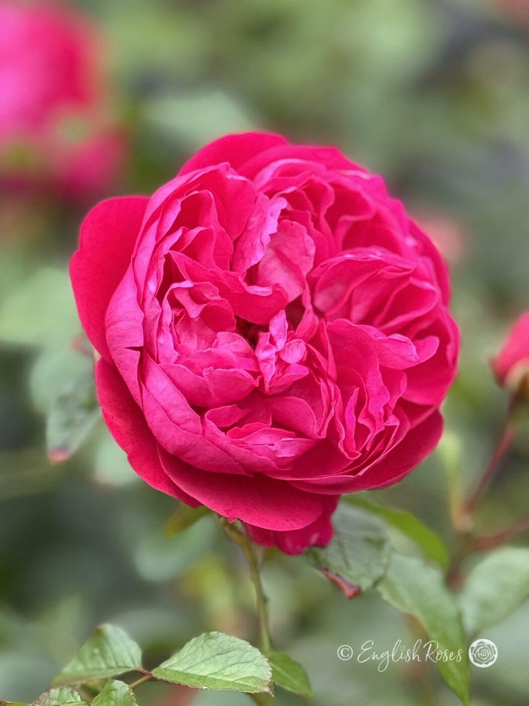 Winning Roses Crimson Cascade Rose - Award Winning Roses - English Roses