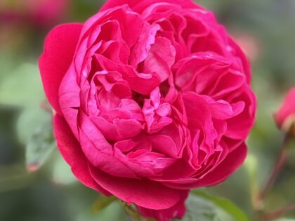 Love in a Box Gift - English Roses Gift Love in a Box Gift - English Roses Gift Image