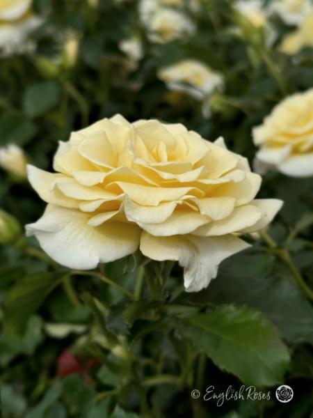 Diamond Days Forever Rose - White Floribunda Rose - A close up photo of multiple white blooms and foliage