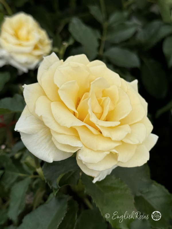 Diamond Days Forever Rose - White Floribunda Rose - A close up photograph of one open, white scented bloom