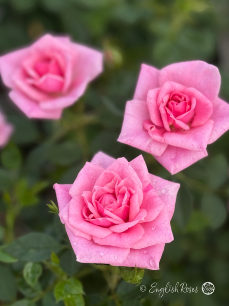 Diamond Wishes Rose - Pink Patio Rose - Close up photograph of three open pink blooms