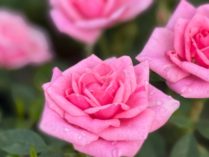 Misty Rose Image