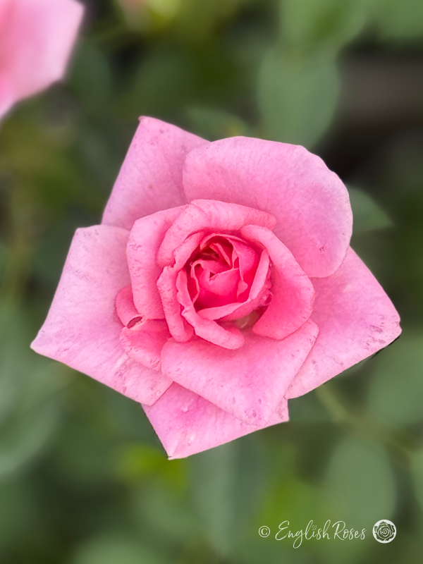 Diamond Wishes Rose - Pink Patio Rose - A close up photo of a single open pink bloom