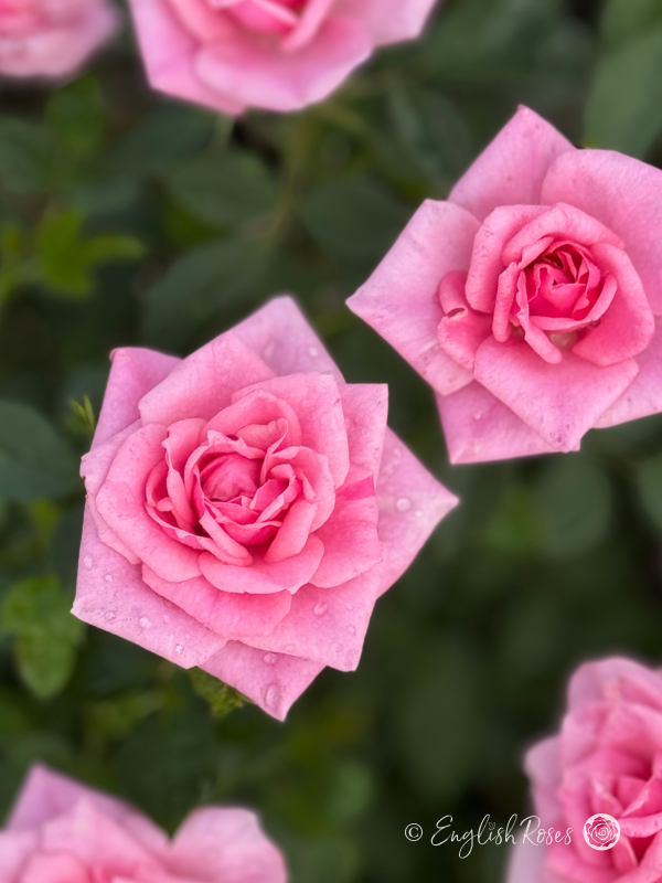 Diamond Wishes Rose - Pink Patio Rose - A close up photo of two pink blooms