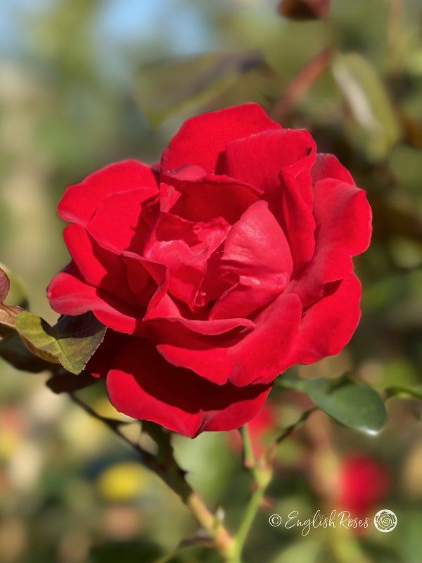 Dublin Bay Rose - Red Climbing Rose - Close up photo of one red bloom