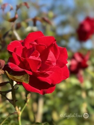 Dublin Bay Rose - Red Climbing Rose - A close up photo of one red bloom with additional blooms in the background