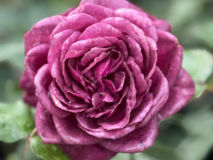 Birthday Rose Gift For Mum Birthday Rose Gift For Mum Image