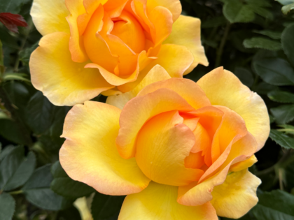 Eureka Rose Image