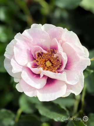 Eyes for You Rose - Lilac and Purple Floribunda Rose - A close up photo of a single open bloom