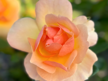 Fab @ 50 Rose - 50th Birthday Gift Image