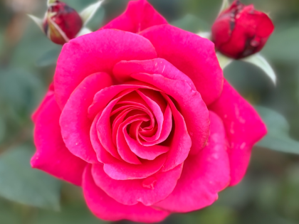 Fab @ 70 Rose - 70th Birthday Ideas Fab @ 70 Rose - 70th Birthday Ideas Image