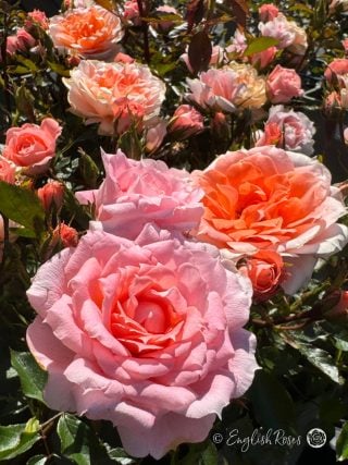 Flower Power Rose - Orange Patio Rose - A close up photo of multiple blooms, buds and foliage