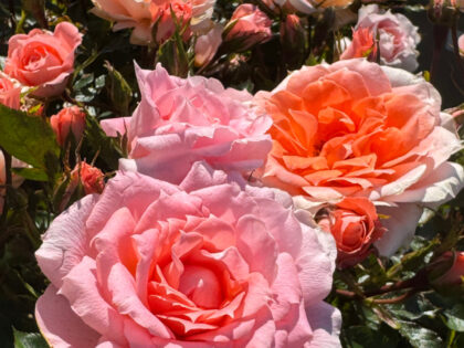 Memory Rose for Loss of Dad Image
