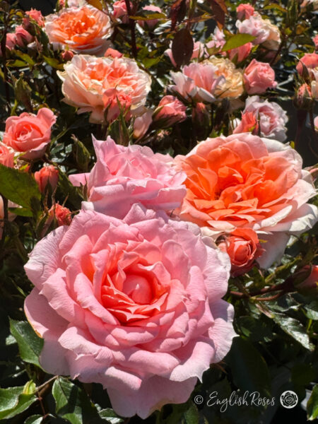 Flower Power Rose - Orange Patio Rose - A close up photo of multiple blooms, buds and foliage