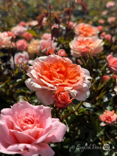 Flower Power Rose - Orange Patio Rose - Close up photo of vibrant orange and pink blooms with foliage and buds