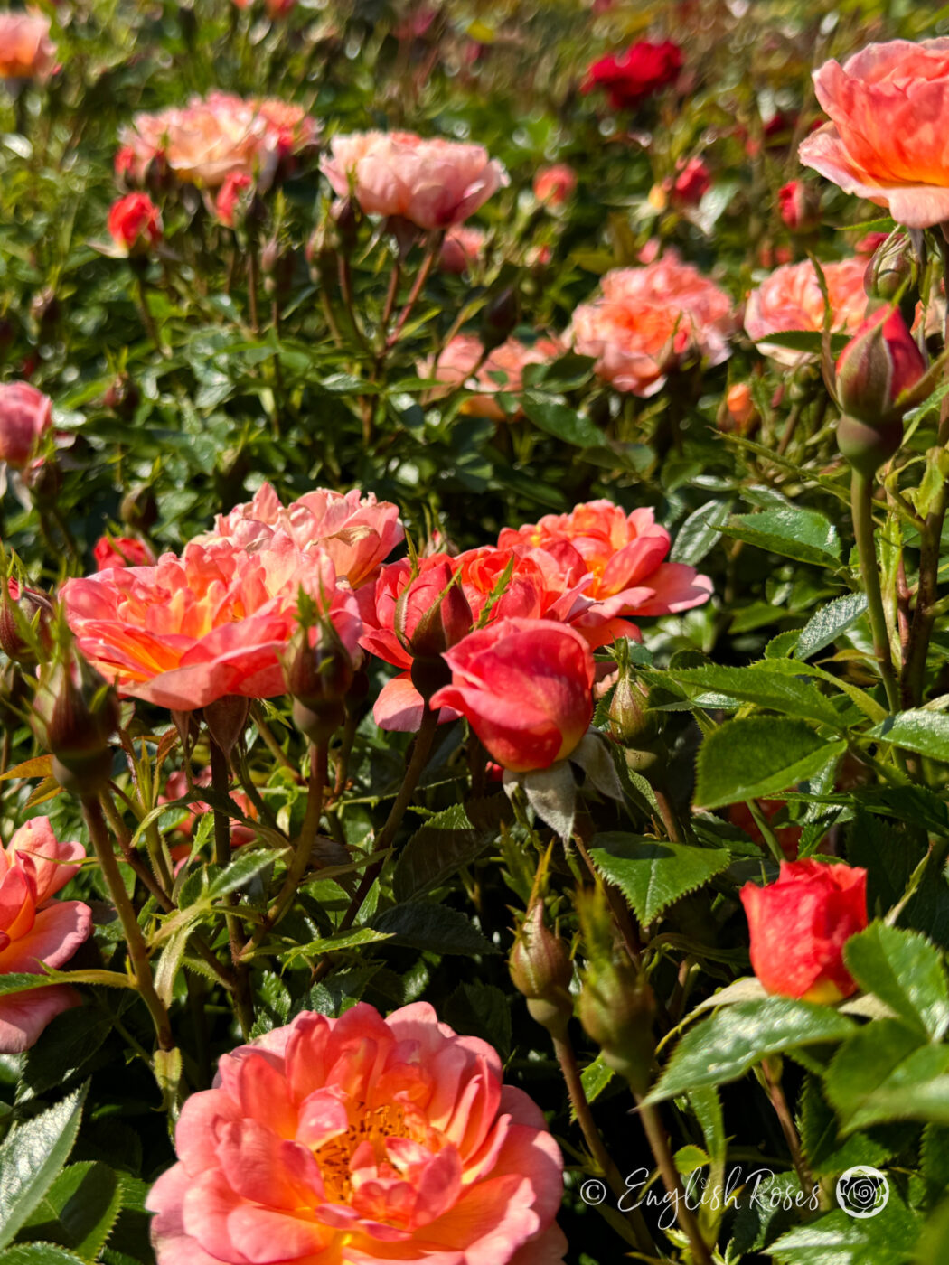 Pass Along Roses Remembering Someone Special - Rose Gift In Large Willow Basket ...