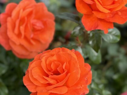For You With Love Rose - Happy Birthday Gifts For You With Love Rose - Happy Birthday Gifts Image