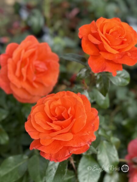 For You With Love Rose - Bright Orange Floribunda Rose - A close up photo of a multiple orange blooms