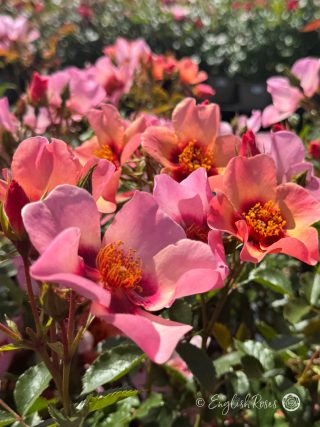 For Your Eyes Only Rose - 45th Wedding Anniversary Gift