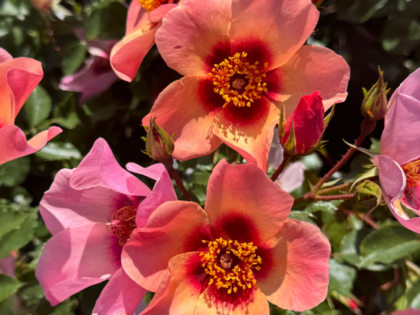 For Your Eyes Only Rose Image