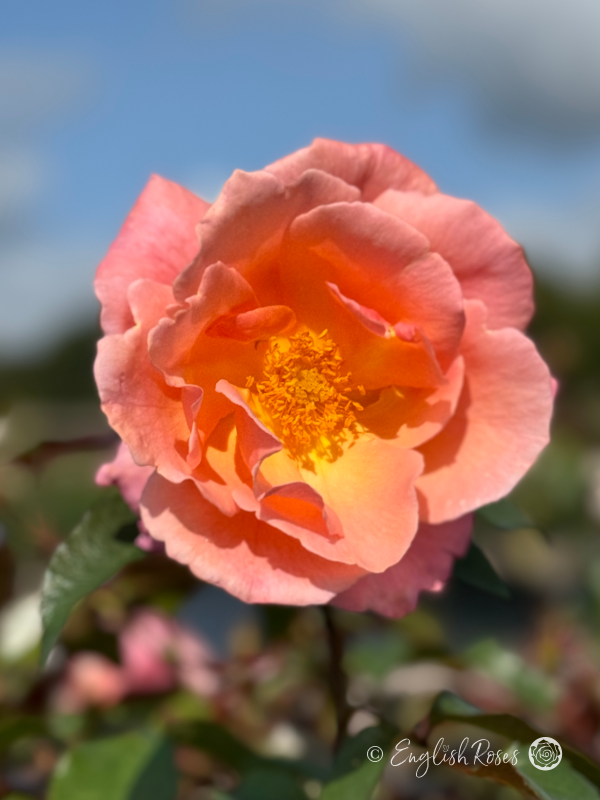 Fragrant Delight Rose - Pink Floribunda Rose - Close up photograph of a single pink open bloom