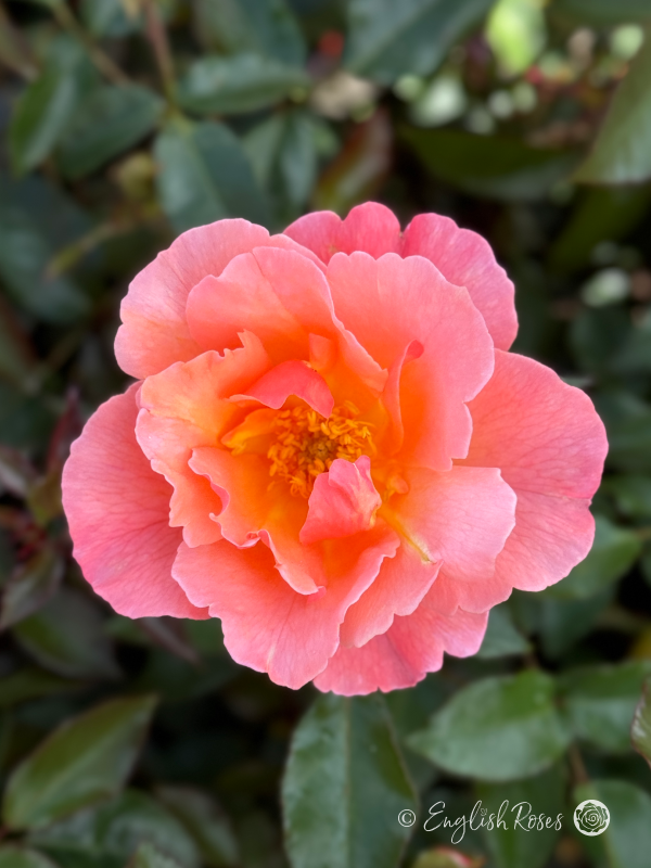 Fragrant Delight Rose - Pink Floribunda Rose - A close up photo of a single pink bloom