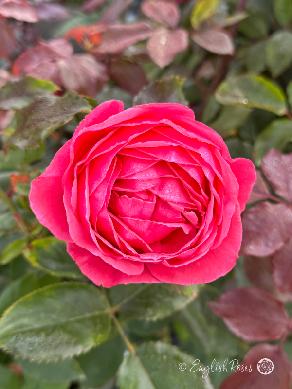 Fruity Parfuma Rose - Deep Pink Floribunda Rose - A close up photo of a single deep pink bloom