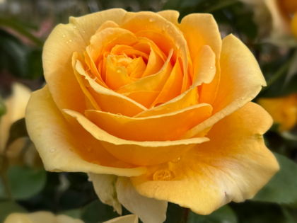 Candlelight Rose Candlelight Rose Image