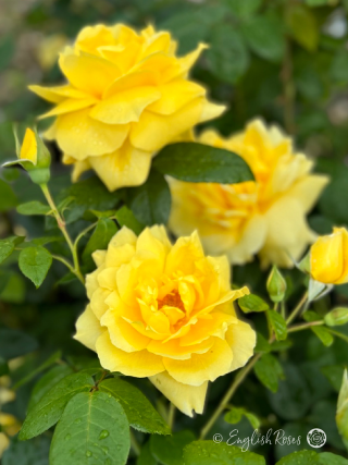 Golden 50th Anniversary Rose - Golden Yellow Hybrid Tea Rose - A close up photo of three blooms and buds